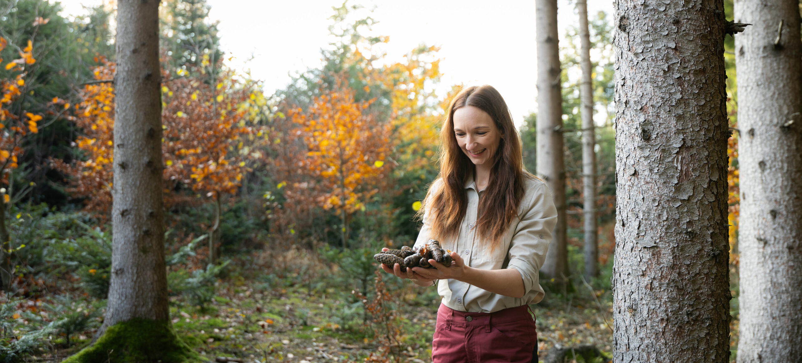 Im Wald, Zapfen gesammelt